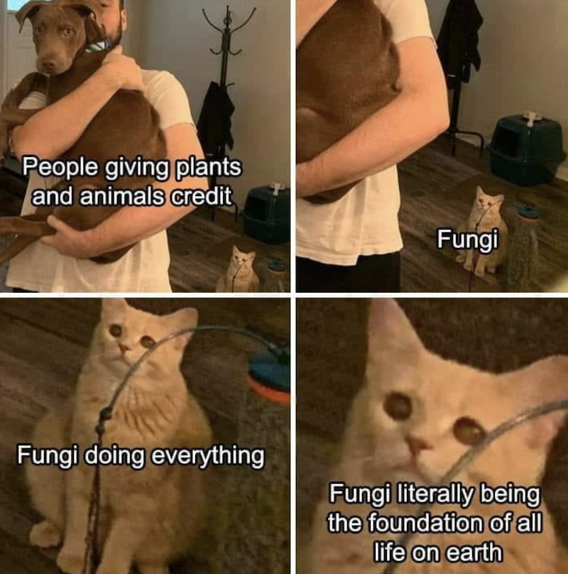 The meme shows four images. In the first one you see a person holding a brown dog in his arms, above it the phrase: "People giving plants and animals credit". In the background, a cat sits on the ground, looking indignantly at the person. In the second image, a bit is zoomed in on the cat: "Fungi" is now written above the cat. In the third image, another zoom in on the cat and the writing "Fungi doing everything." In the fourth image, all you see is the cat's sad, disheartened face and the phrase "Fungi literally being the foundation of all life on earth."
